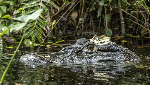caiman with a tag