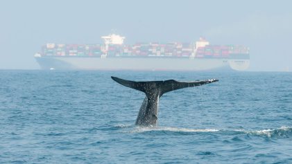 nageoire caudale d'une baleine