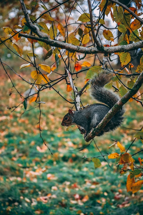squirrel in a park